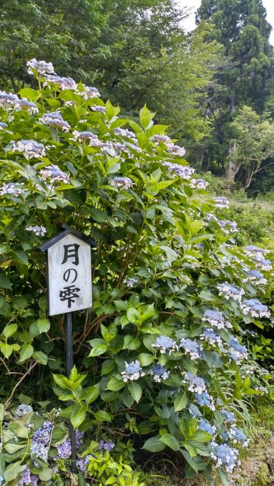 森川はす田・道の駅月見の里南濃のササユリ園とあじさい祭2023