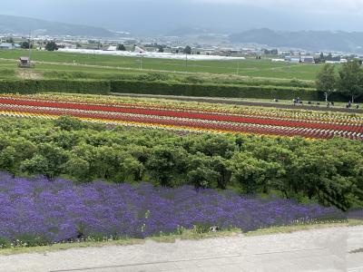 富良野・美瑛　ラベンダーと丘の旅　２泊3日（前編）