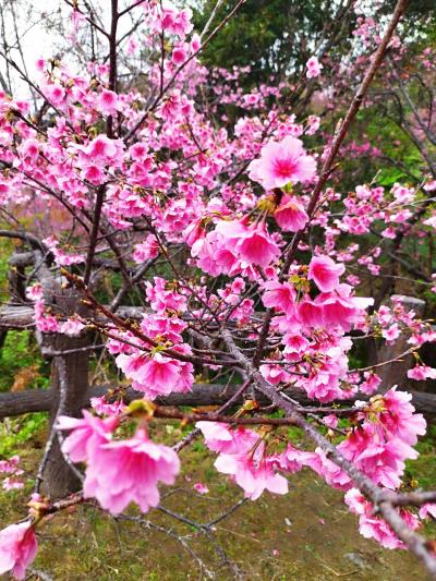 沖縄 阪神タイガース宜野座キャンプ見学旅沖縄3日目