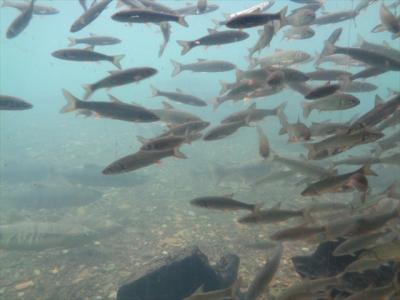 鮭探し【北海道（千歳水族館・Chitose Aquarium）編】