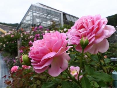 「とちぎ花センター」のバラ_2023_２番花が咲き揃ってましたが、最盛期過ぎの印象でした（栃木市）