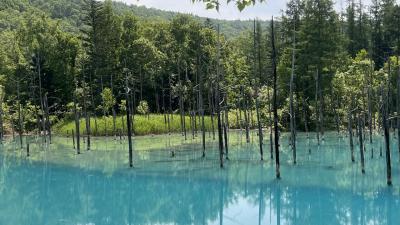 北海道周遊　②美瑛、富良野