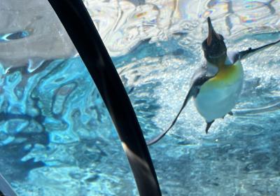 富良野・美瑛 ラベンダーと丘の旅 2泊3日(後編)