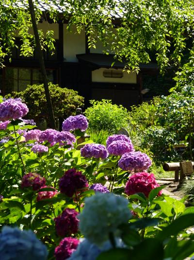 羅漢寺で紫陽花　2023（柿生淨慶寺）