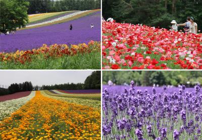 香り豊かなラベンダーと色鮮やかな花々　中富良野町ファーム富田