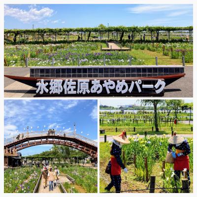 特急あやめ号でGO～♪２大あやめ祭りをハシゴ旅②（オススメは佐原？潮来？いずれ菖蒲か杜若～♪）