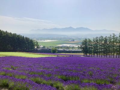 富良野日記2023　7月　　ファーム富田　彩りの畑・花人の畑など