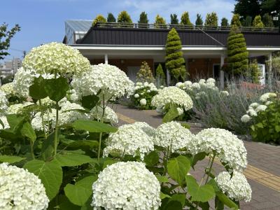 2023.07　夏の花真っ盛り、百合・薔薇・紫陽花の公園めぐり