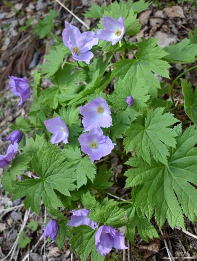 春は山野草。シラネアオイ、ヤマシャクヤク、はじめてのお花にも。