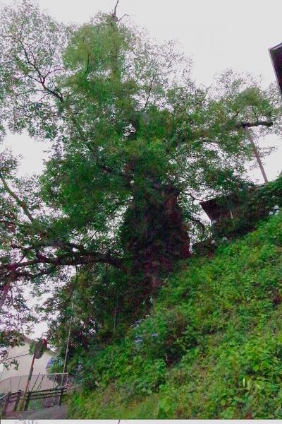 犬が多いのには理由があった 御岳山への旅