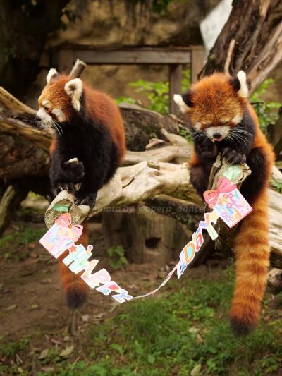 【レッサーパンダ訪問記】ひらパー　与作＆栄作　お誕生日おめでとう！
