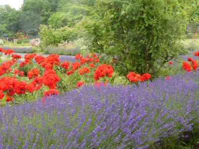 札幌百合が原公園　初夏の百合　その１　屋外公園内の花々