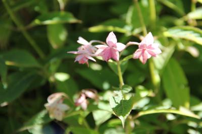 2023年夏 六甲高山植物園 @神戸市・六甲山