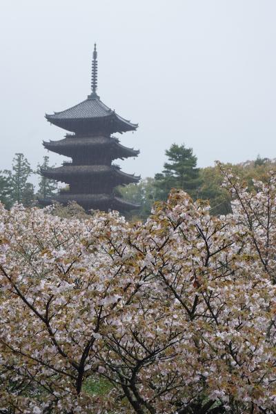 吉野と京都の桜を見に行ったが桜が終わっていた(2日目)