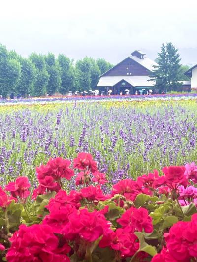 初夏の札幌～富良野～旭川