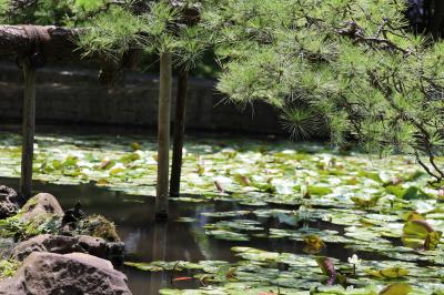 睡蓮観賞で小石川後楽園