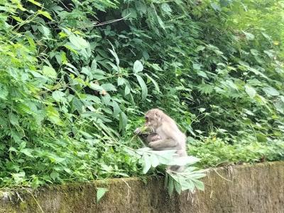 3年越しの白神山地②　暗門の滝（第3）とブナ林トレッキング