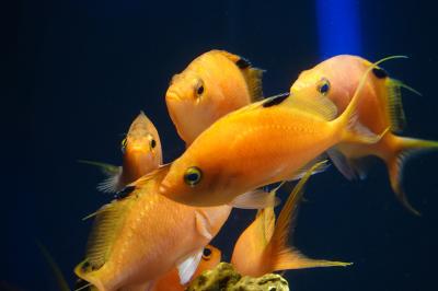 SMART AQUARiUM SHIZUOKA 水族館