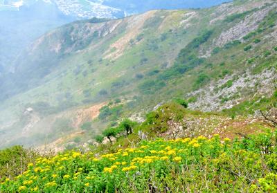 伊吹山（１３７７ｍ）のお花畑