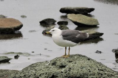 青森・秋田の半島巡り　④津軽半島　千畳敷海岸 　十二湖・青池