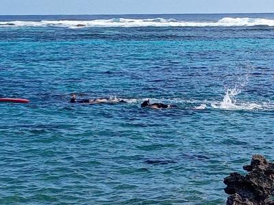 全国旅行支援で宮古島inシギラリゾート④12月でもシュノーケリング