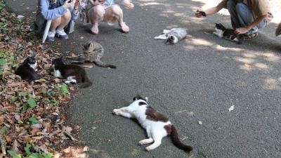 青い海と野良猫？の楽園、石巻市・田代島