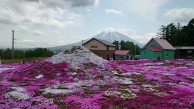 2023三島さんの芝桜