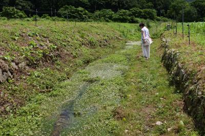 コップとカーの『ちょっとそこまで♪♪』　34　梅花藻を見に行く！！