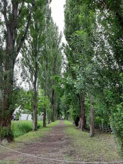 札幌・定山渓温泉2 北海道大学構内散策