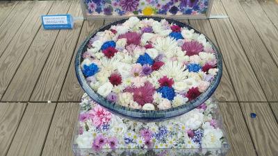 2023年7月渡良瀬橋～国宝 鑁阿寺、足利学校、織姫神社～あしかがフラワーパークの2泊3日足利散歩