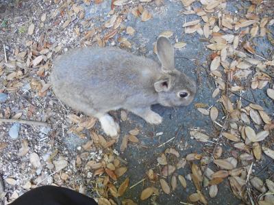 ② 春秋航空で行く広島 [竹原] うさぎの島