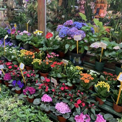 母娘念願のフランス旅行(南仏~パリ)㉗シテ島お散歩☆彡