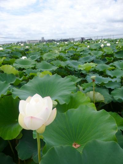 れんこんの花を見に土浦へ　