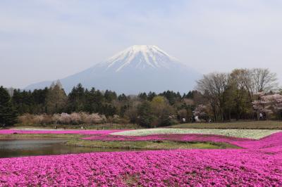 2年ぶりに行く♪富士芝桜まつり2023