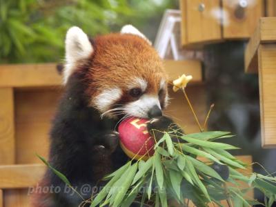 【レッサーパンダ遠征記】熊本ZOOサポーターズデー＆お誕生日会（３）かぼすお誕生日会大活躍＆阿蘇くまもと空港