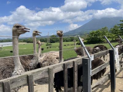 *7月♪夏休み第一弾☆京極•ニセコ編（0歳/2歳/小1子連れ旅行記）