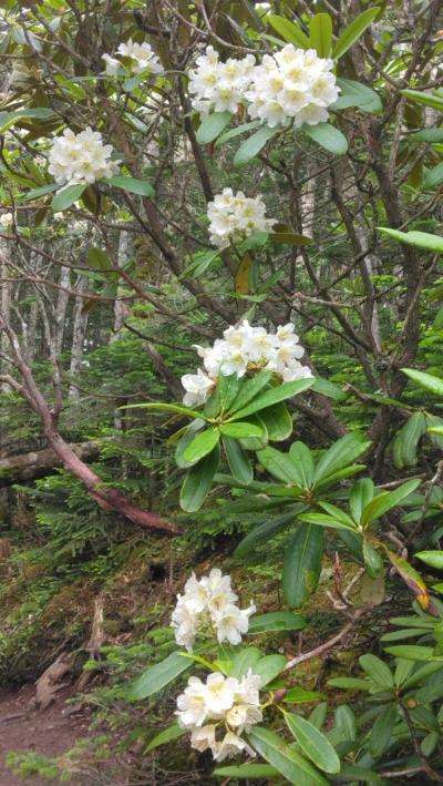 飲んだくれ山友達とハクサンシャクナゲ咲く金峰山