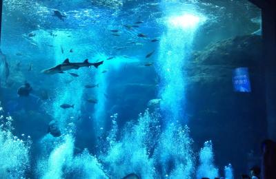 午後から新江の島水族館に行ってきた