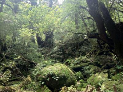 【1日目】屋久島3泊4日ゆるっと一人旅