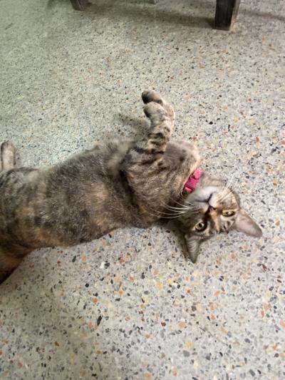 「暑い日本から脱出します!」?? 行った先がタイ(笑)いつでも飲んだくれ旅