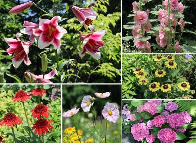 北のイングリッシュガーデン（上野ファーム）盛夏の花に元気をもらう