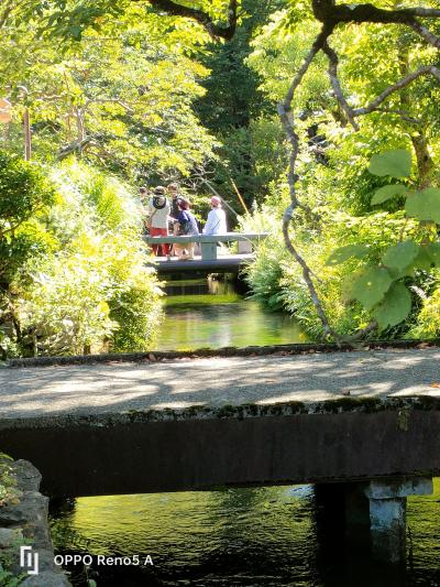 醒ヶ井宿の清流に咲くバイカモと、伊吹花の山の0円旅行