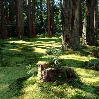 2023盛夏の平泉寺白山神社で緑に包まれる