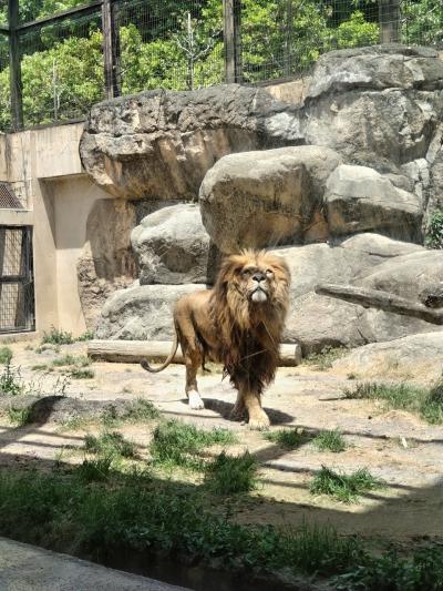 孫が来てヘトヘトのGWの巻②～最終日は日本平動物園へ