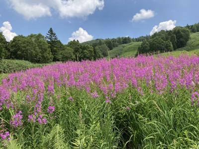 湯田中渋温泉郷・志賀高原「ハイキング・登山」に関する旅行記・ブログ