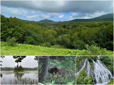 2023 夏 北海道道東周遊！5/6 - 世界遺産 知床でヒグマに遭遇！　知床編 - 