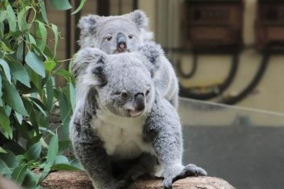 成長した赤ちゃん目当ての多摩動物公園（後編）おんぶにお乳にまだまだ甘えん方なコアラのキントキくん仰向け寝姿はビーナス～久しぶりにオオカミまで