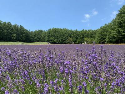 名寄で用事のついでに、美瑛・富良野