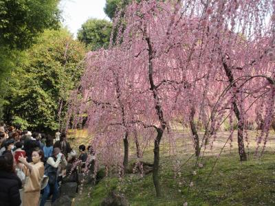 浅春の京都 梅の香巡り  4  　　平安京の守り神・城南宮の枝垂桜を堪能 