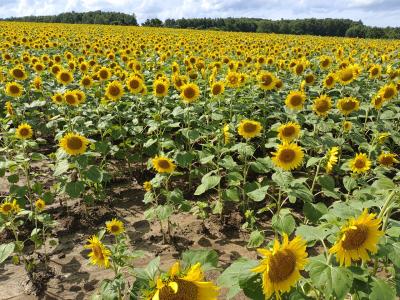 2023年8月1日　北海道雨竜郡北竜町　ひまわりの里